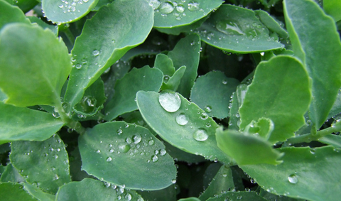 How do you grow purple sedum?