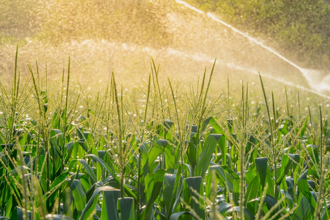 How to grow Waxy Corn