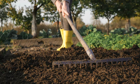 How to grow Waxy Corn