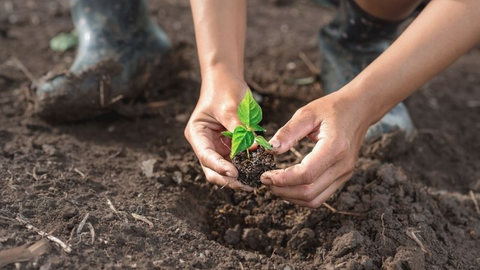 how to grow bay leaf tree from seed