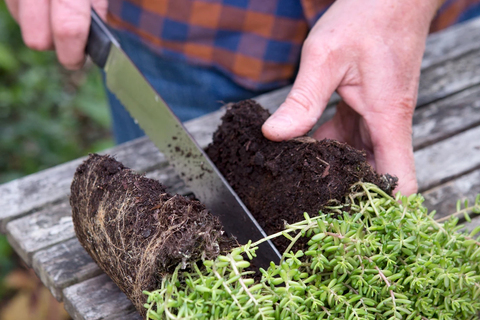 How do you grow purple sedum?