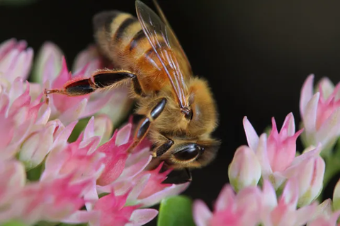 Can you grow Sedum Autumn Joy indoors?