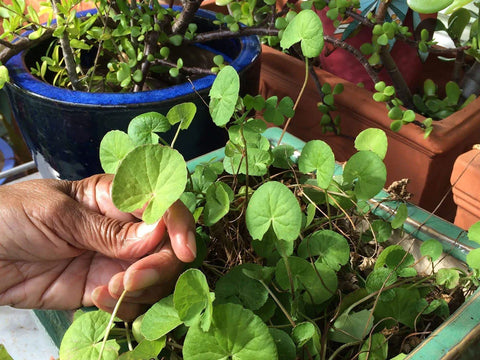 How to Grow Gotu Kola Herb