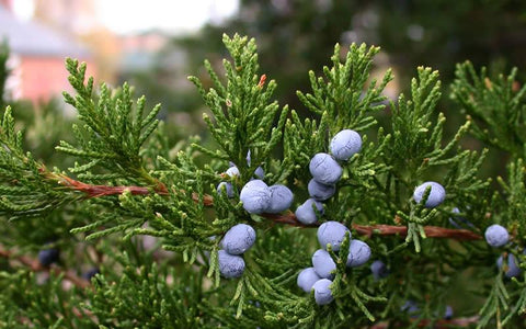 is-eastern-red-cedar-edible