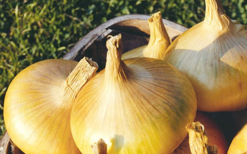 japanese-onions-to-sow-in-september