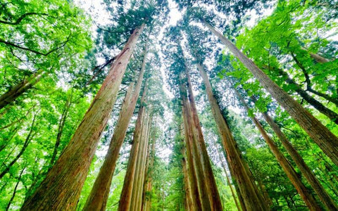 location-to-grow-eastern-red-cedar-and-western-red-cedar