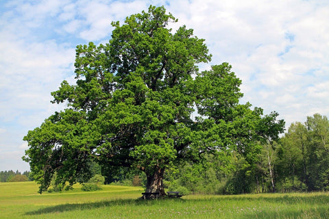 Full Guide On How To Grow An Oak Tree From Seeds