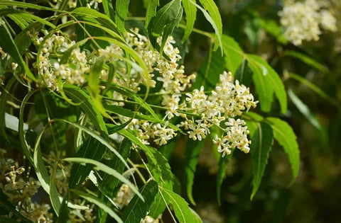 Neem flowers