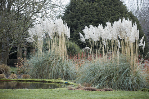 How to Grow Pampas Grass from Seeds