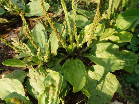 plantain leaves