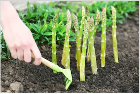 Can You Plant Asparagus Seeds