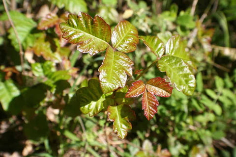 poison oak