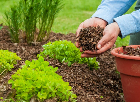 A man pouring fertilizer on cabbage plants