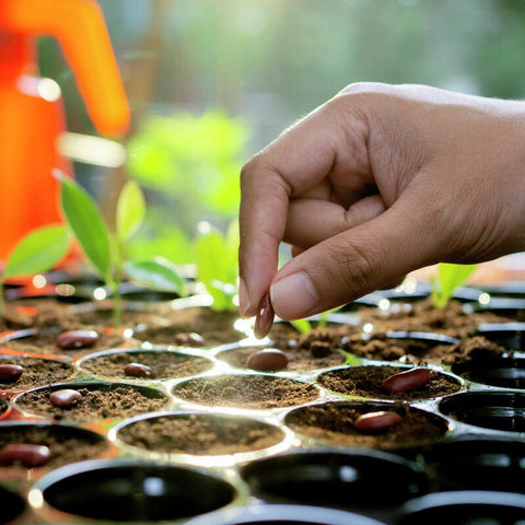 Did You Know: When To Start Seeds Indoors