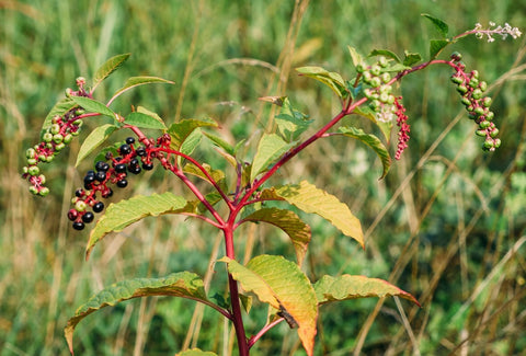 WHERE DOES POKEWEED GROW BEST & HOW TO GROW IT?