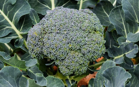 the-rike-broccoli-to-sow-in-september