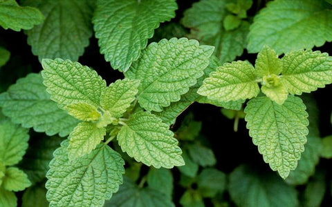 the-rike-lemon-balm-for-anxiety