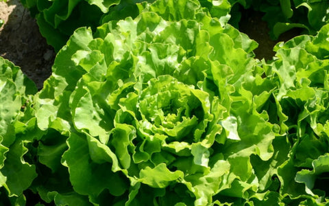the-rike-lettuce-to-sow-in-september