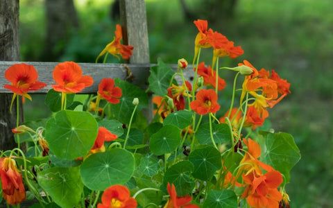 the-rike-nasturtium-seed