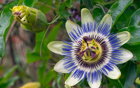 the-rike-passionflower-for-anxiety