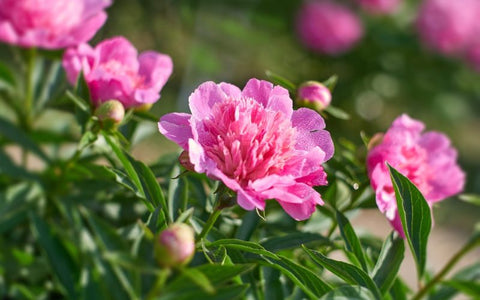 what-are-peony-buds