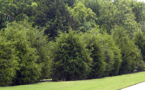 what-is-Eastern-red-cedar