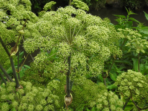 WHAT IS THE HEALTH BENEFIT OF CELERY SEED & HOW TO USE IT CORRECTLY