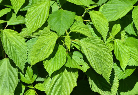 wood nettle