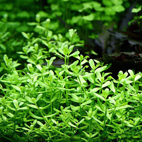 ANSWERED: WHAT IS BACOPA MONNIERI (BRAHMI) GOOD FOR?