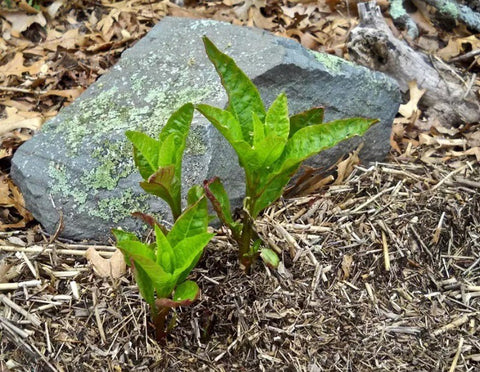 WHERE DOES POKEWEED GROW BEST & HOW TO GROW IT?