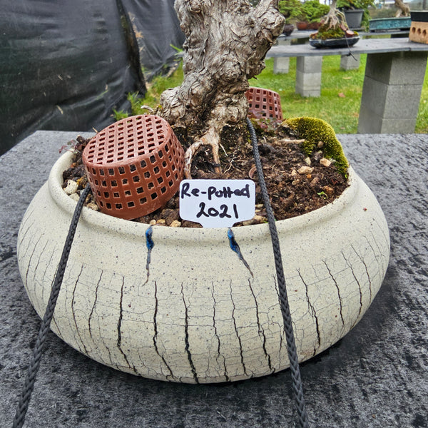 Bonsai tree with a label showing last re pot