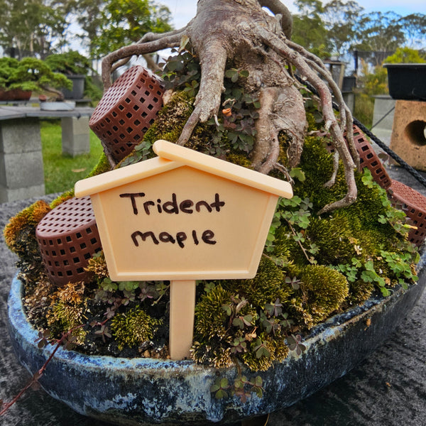 bonsai tree with a label showing species