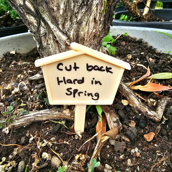 bonsai tree with tag to show upcoming work