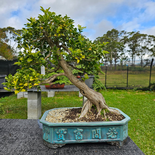 bonsai tree with a tag for re potting