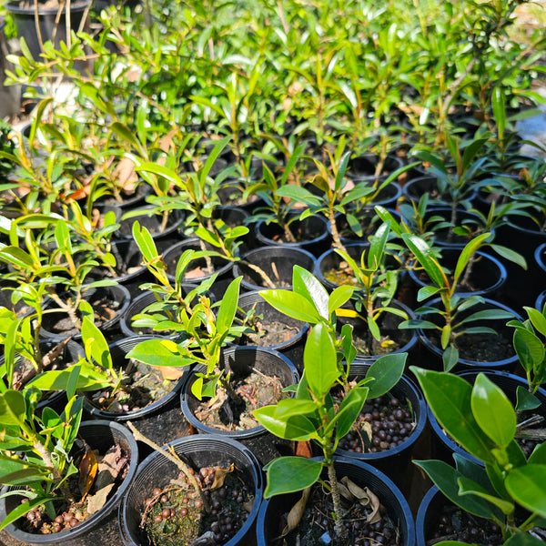 bonsai plants growing in nursery