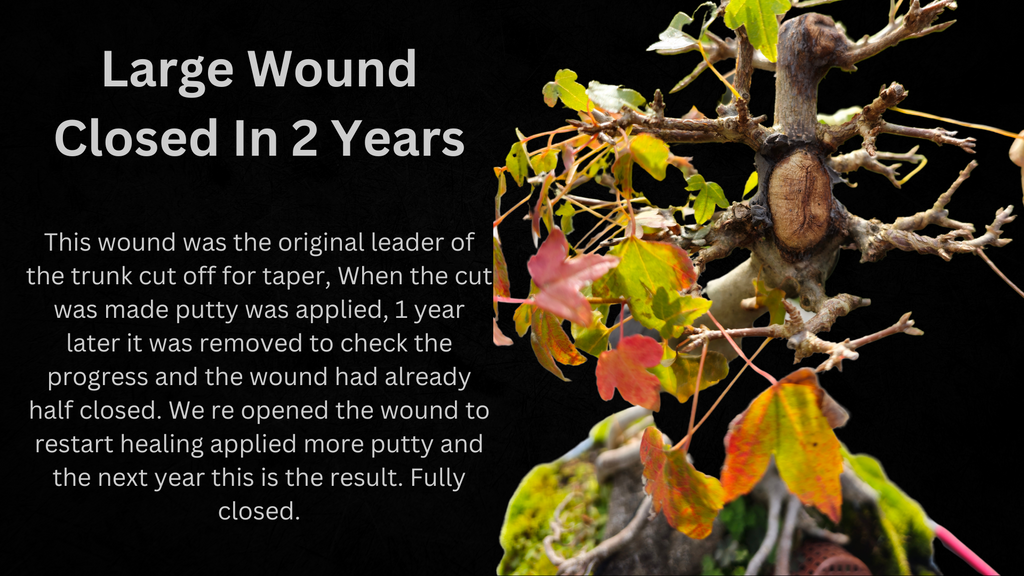 Cut putty wound fully healed