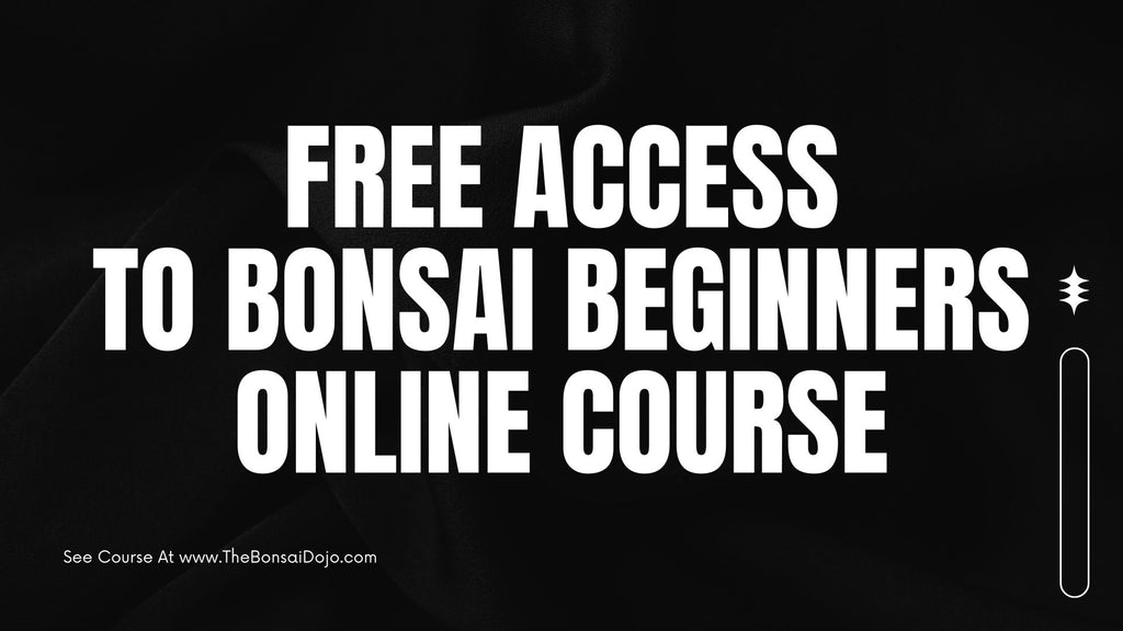 online bonsai course free access