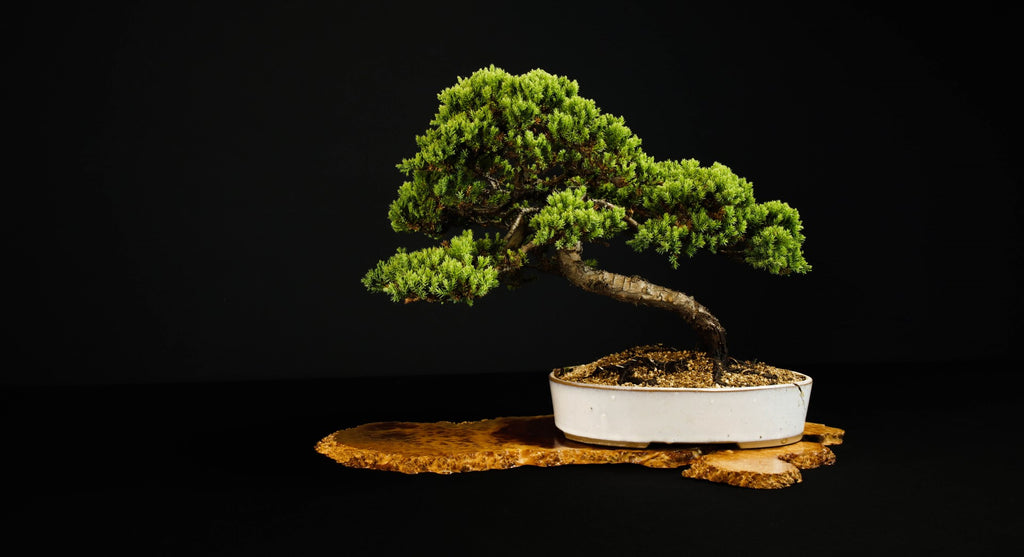 Juniper Bonsai Displayed On Jita