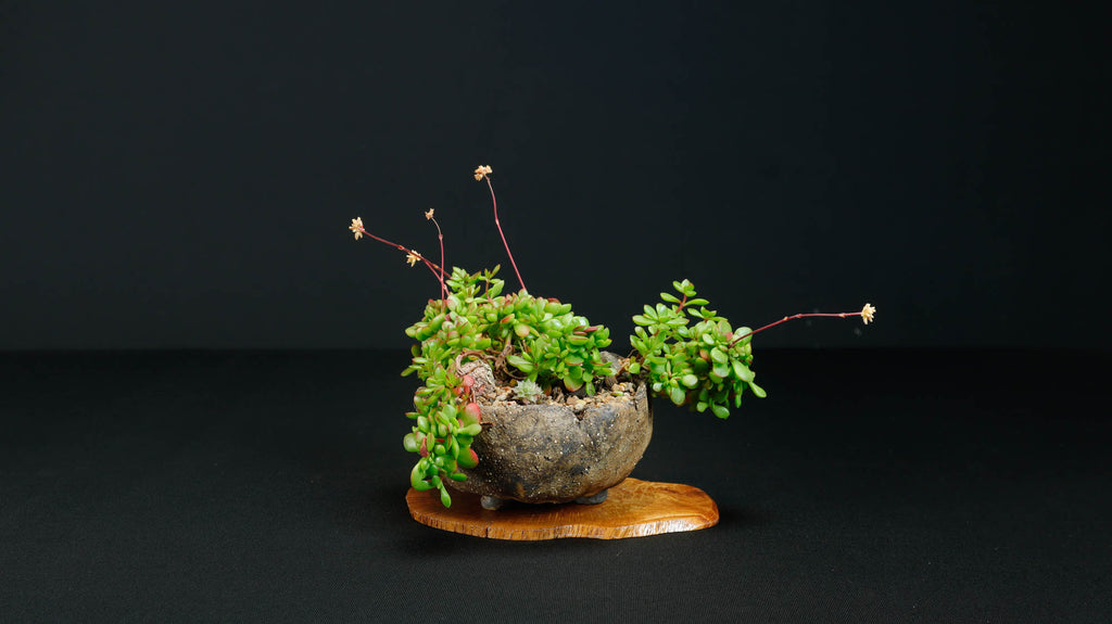 Bonsai Display Jita Oval Freeform