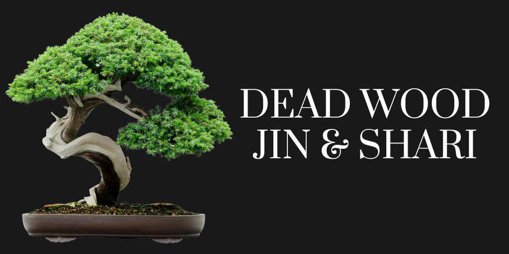 Creating Deadwood for bonsai with lime sulphur