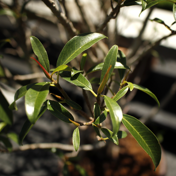 little ruby ficus leaves