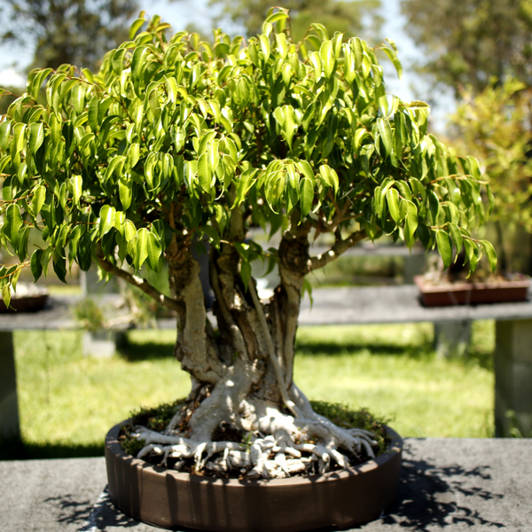 benjimina ficus bonsai