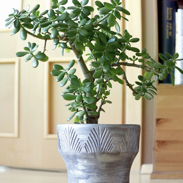 Jade House Plant