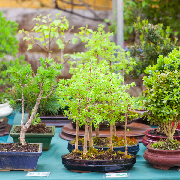 bonsai trees