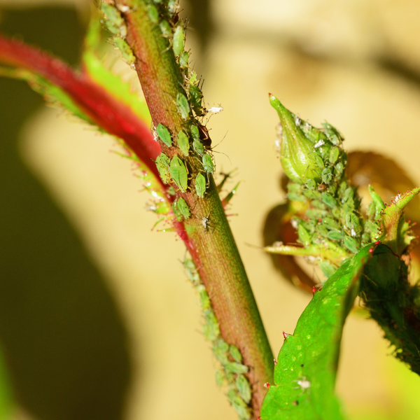 aphids bonsai pest