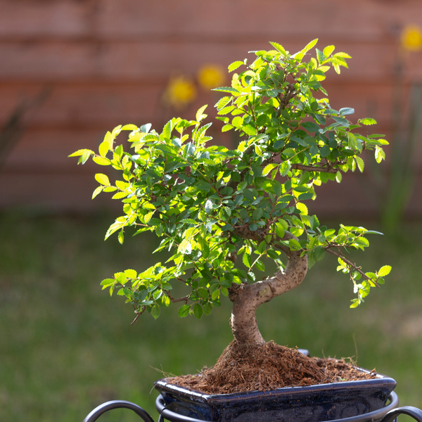 Chinese Elm Bonsai