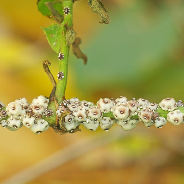 scale insects