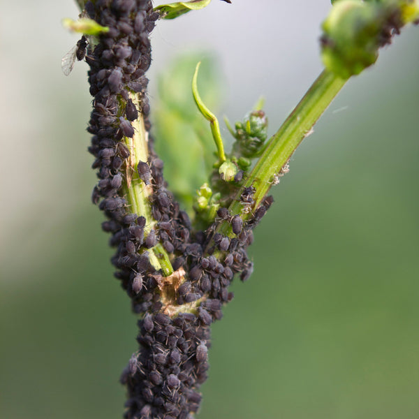 black aphids