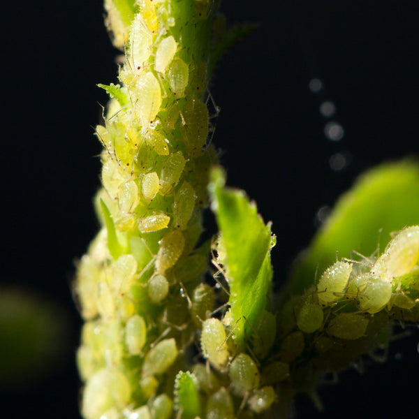 Green Aphids