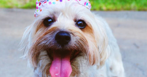 Dog wearing party hat